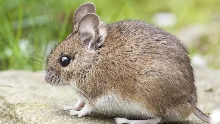 الطرق الآمنة للتخلص من الفئران دون الضرر بالبيئة